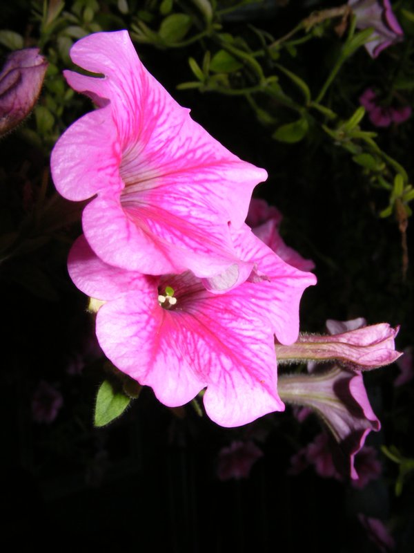 Tall Pink Flower